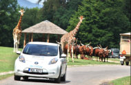 Autoperiskop.cz  – Výjimečný pohled na auta - ZOO Dvůr Králové a Nissan představily nový projekt E-safari na podporu provozu elektromobilů